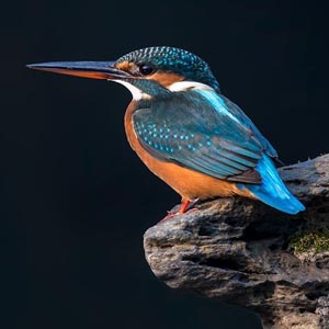 翠鳥(niǎo)仙緣